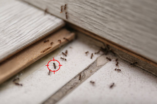 Wasp Removal Services in Ponder, TX