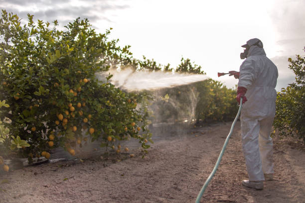 Reliable Ponder, TX Pest Control Solutions