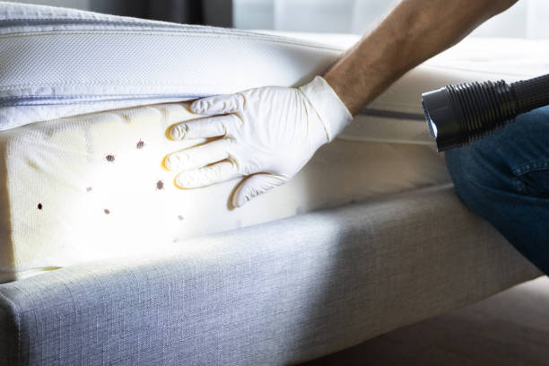 Best Cockroach Control Services  in Ponder, TX
