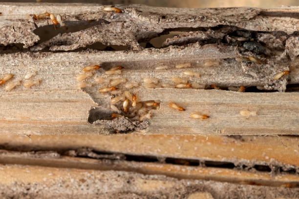 Best Exterminator Services  in Ponder, TX