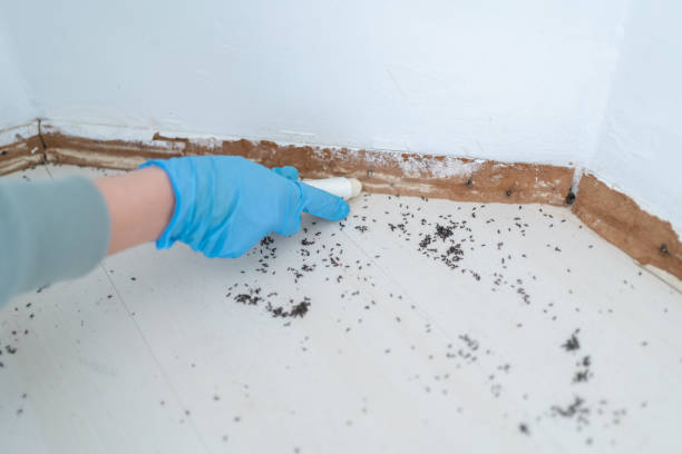 Best Ant Control Services  in Ponder, TX